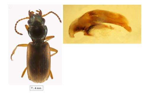Réf. 338 433 : Cillenus lateralis